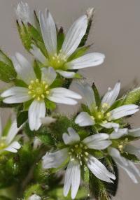 Cerastium glomeratum