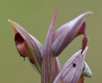 Serapias parviflora