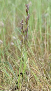 Serapias parviflora