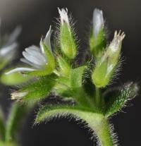 Cerastium glomeratum