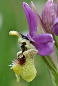 Ophrys tenthredinifera