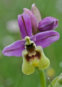 Ophrys tenthredinifera