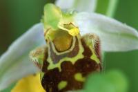 Ophrys apifera