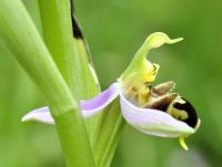 Ophrys apifera