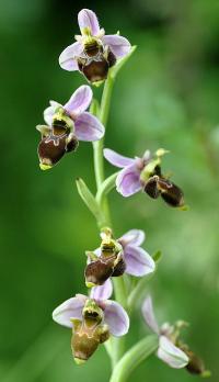 Ophrys scolopax