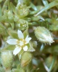 Cerastium semidecandrum