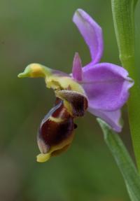 Ophrys scolopax