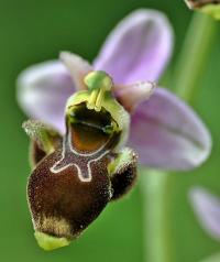 Ophrys scolopax