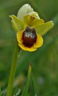 Ophrys lutea