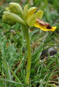 Ophrys lutea