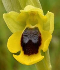 Ophrys lutea