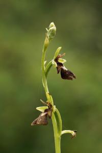 Ophrys insectifera 