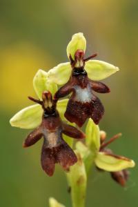 Ophrys insectifera 