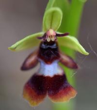Ophrys insectifera 
