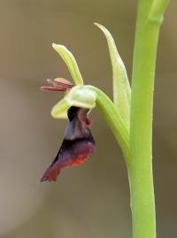 Ophrys insectifera Ophrys insectifera