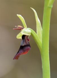 Ophrys insectifera 