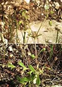 Cerastium semidecandrum