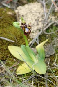 Ophrys speculum