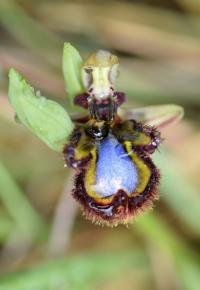 Ophrys speculum