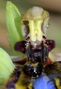 Ophrys speculum