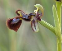 Ophrys speculum