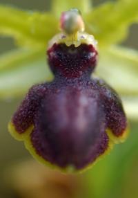 Ophrys passionis