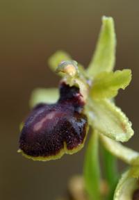 Ophrys passionis