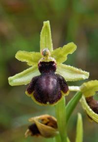 Ophrys passionis