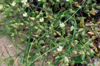 Cerastium semidecandrum