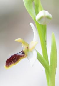 Ophrys incubacea