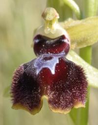 Ophrys incubacea