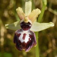 Ophrys incubacea