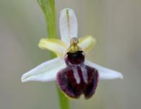 Ophrys sphegodes