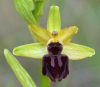 Ophrys sphegodes