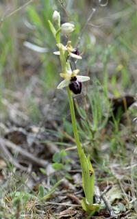 Ophrys sphegodes