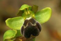 Ophrys vasconica