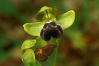 Ophrys vasconica