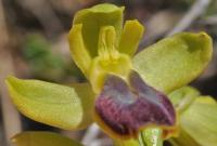 Ophrys lupercalis