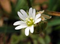 Cerastium pumilum