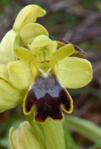 Ophrys lupercalis