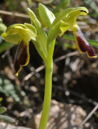 Ophrys lupercalis