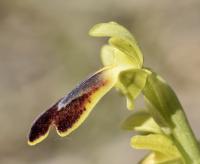 Ophrys bilunulata