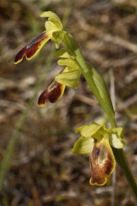 Ophrys bilunulata