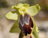 Ophrys bilunulata