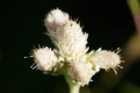 Antennaria dioica