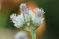 Antennaria dioica