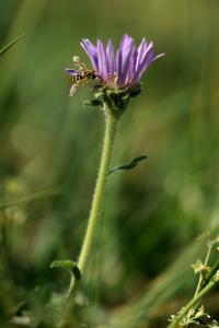 Aster alpinus