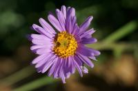 Aster alpinus