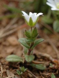 Cerastium pumilum