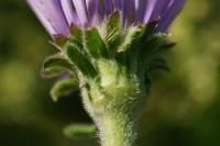 Aster alpinus